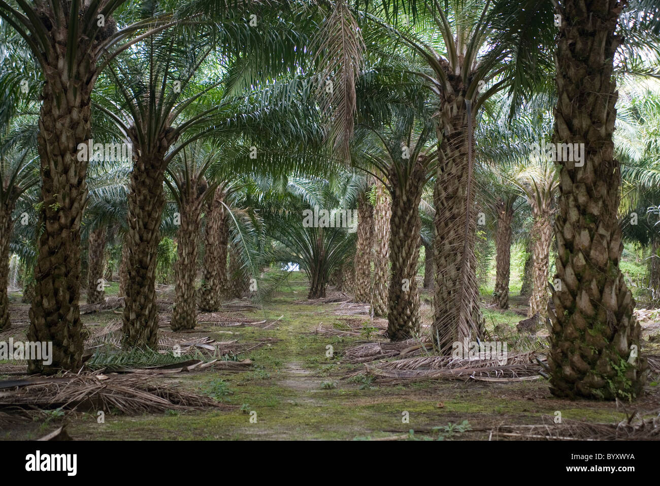 Indonesia Sumatra Palm Oil plantation Foto Stock
