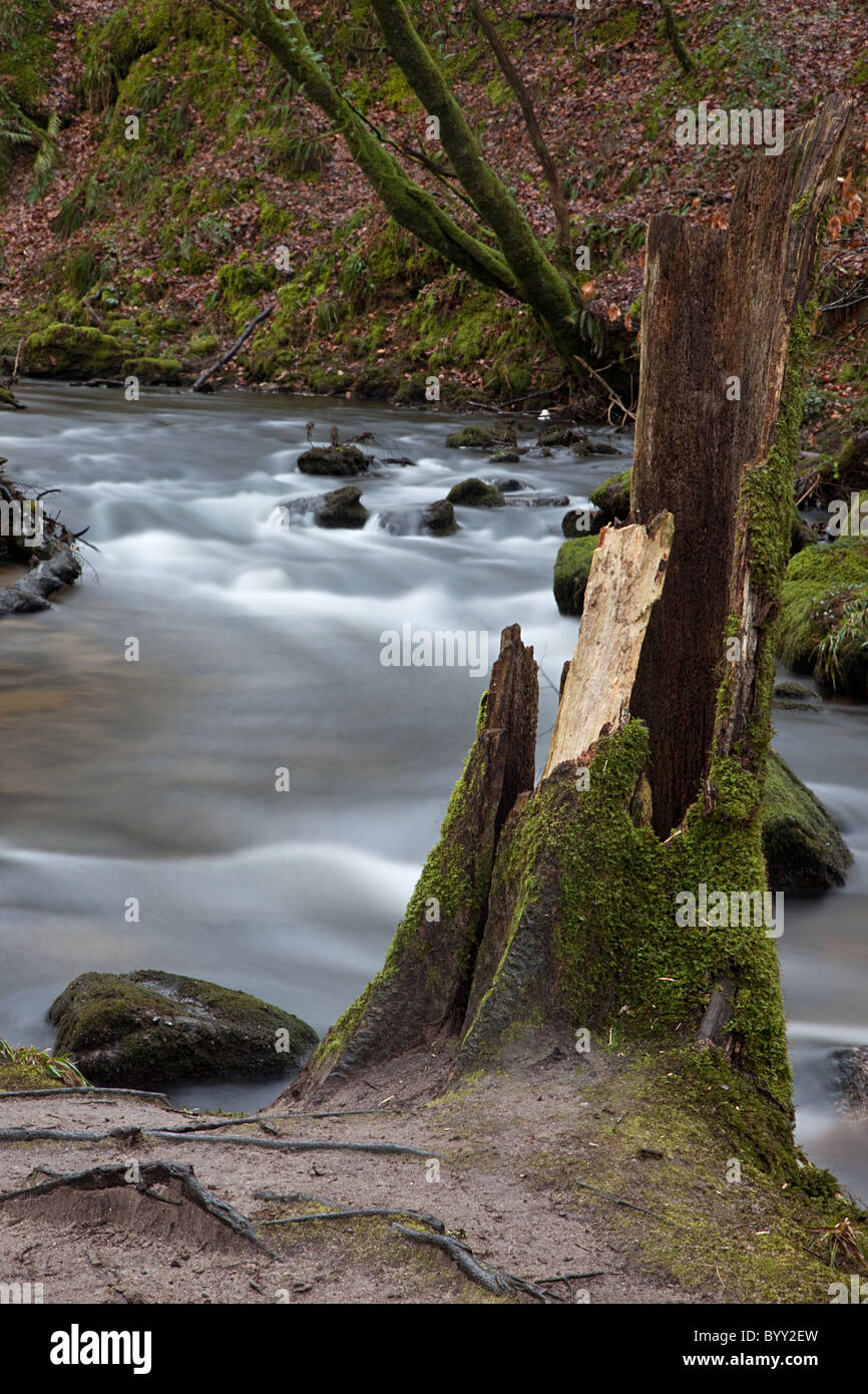 Un muschio coperto ceppo di albero sulle rive del Golitha Falls Foto Stock