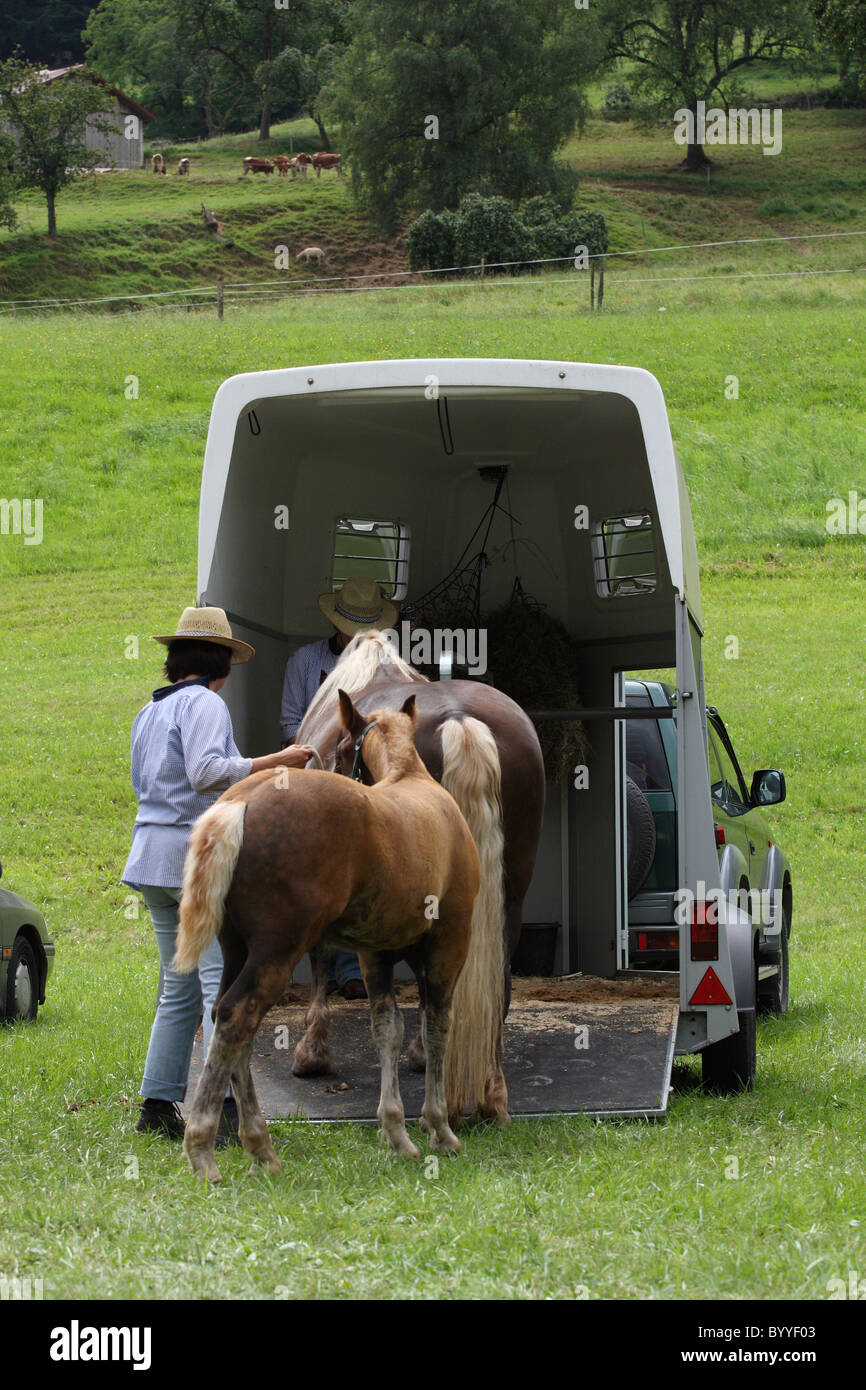 trasporto cavallo Foto Stock