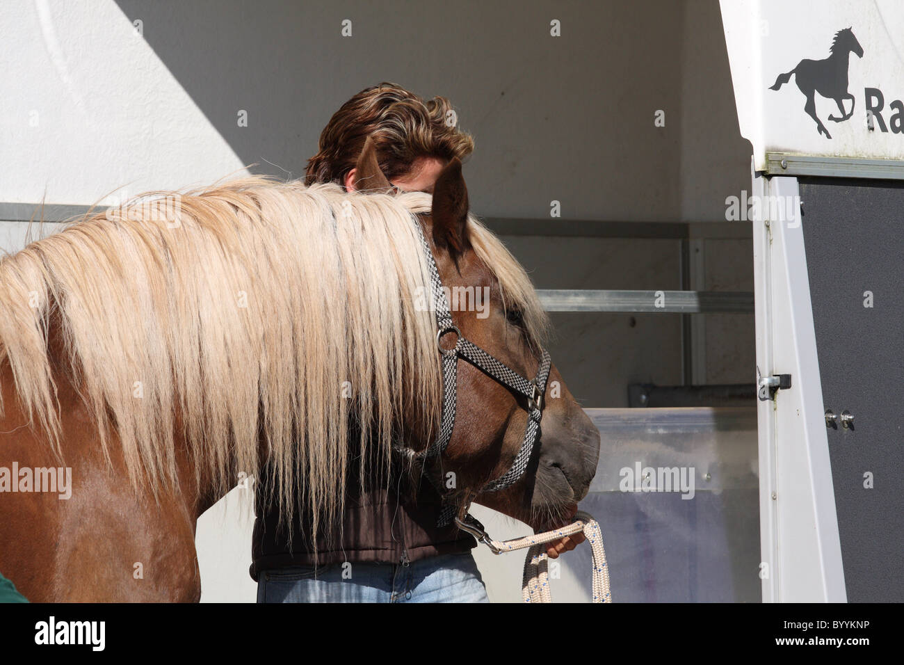 trasporto cavallo Foto Stock
