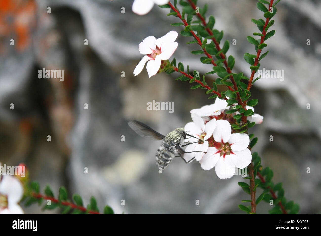 Wild bee raccogliendo il polline Foto Stock