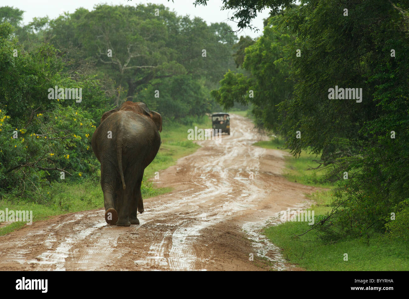 Un elefante asiatico a camminare su una strada fangosa Yala National Park nello Sri Lanka Foto Stock