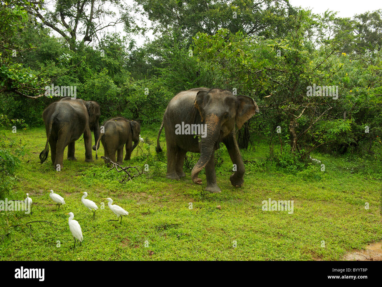Un elefante Asiatico famiglia nella foresta Yala National Park nello Sri Lanka Foto Stock