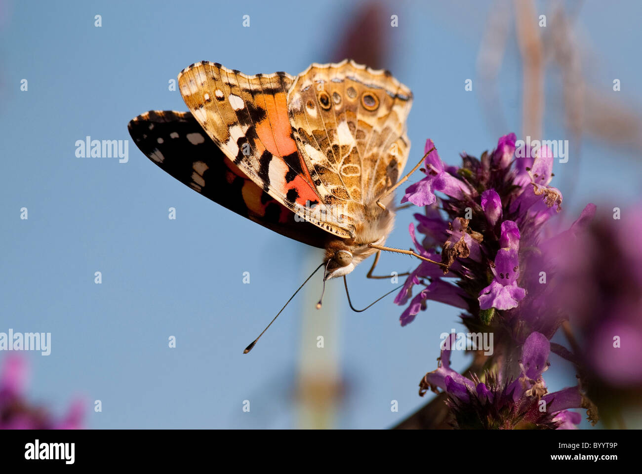 Dipinto di Lady, Thistle Butterfly (Vanessa cardui, Cynthia cardui). Alimentazione a farfalla su un fiore. Foto Stock