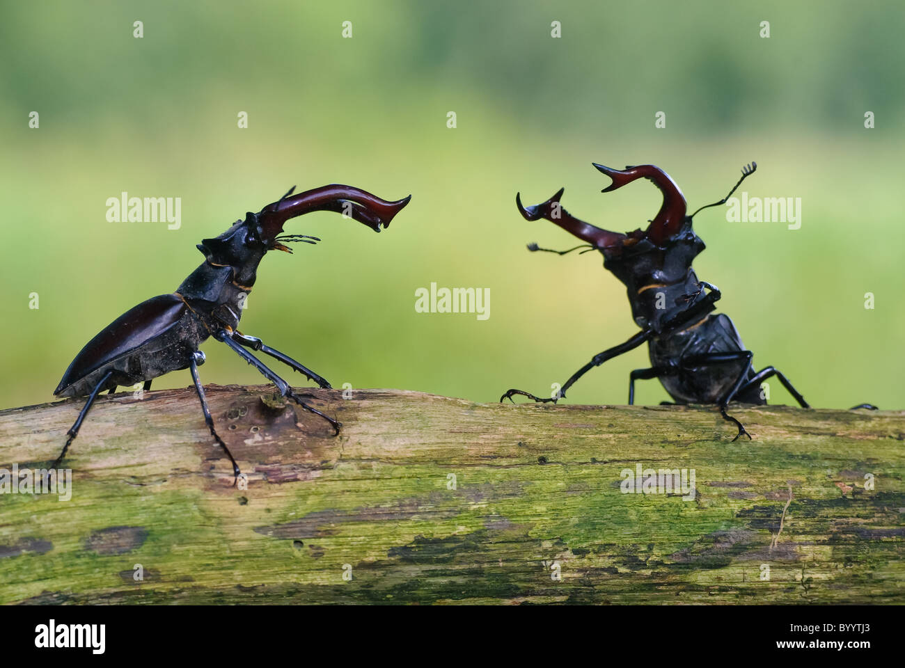 Combattimenti stag coleotteri [Lucanus cervus] un rituale di corteggiamento Foto Stock