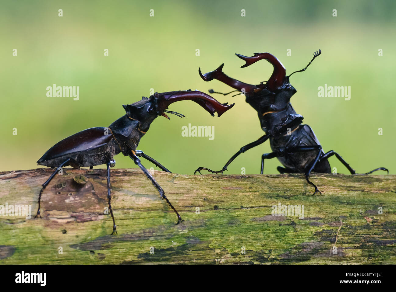 Combattimenti stag coleotteri [Lucanus cervus] un rituale di corteggiamento Foto Stock