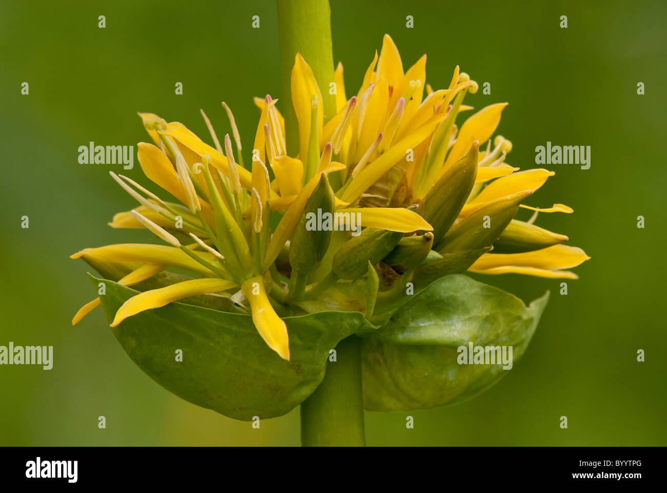 Grande giallo (genziana lutea Gentiana), fiori. Foto Stock