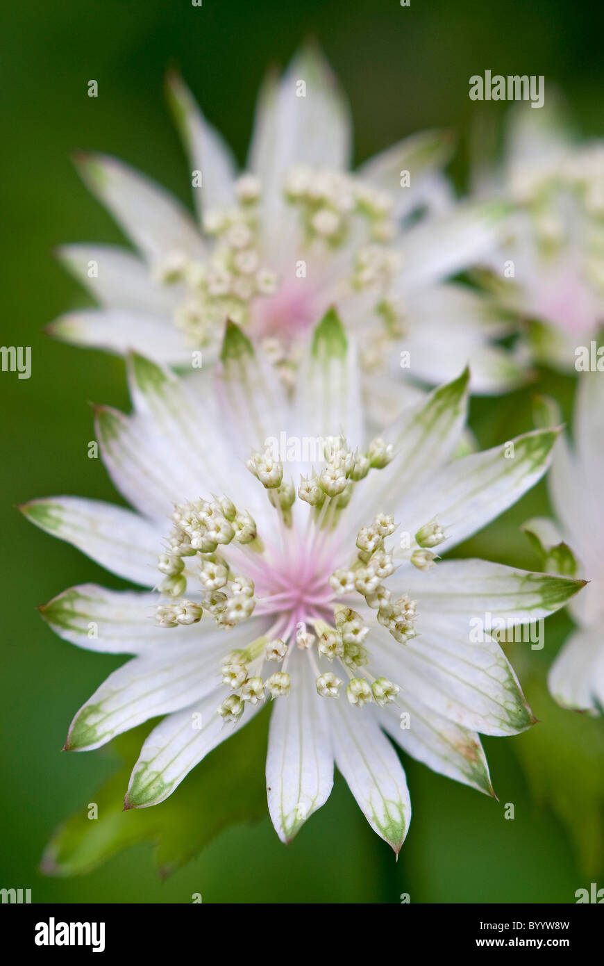 Astrantia, grande Masterwort (Astrantia major), fiori. Foto Stock