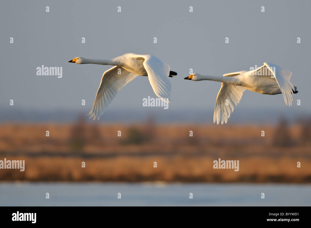 Singschwan (Cygnus cygnus) Rastvogel, Schwan, Singschwan, Livello, Voegel, Vogel, Whooper Swan, inverno, Zugvogel Foto Stock