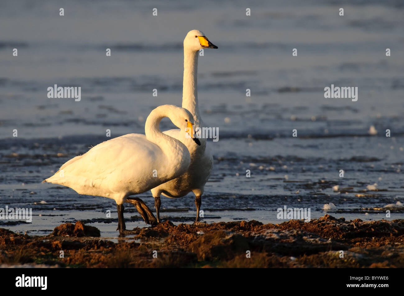 Singschwan (Cygnus cygnus) Rastvogel, Schwan, Singschwan, Livello, Voegel, Vogel, Whooper Swan, inverno, Zugvogel Foto Stock