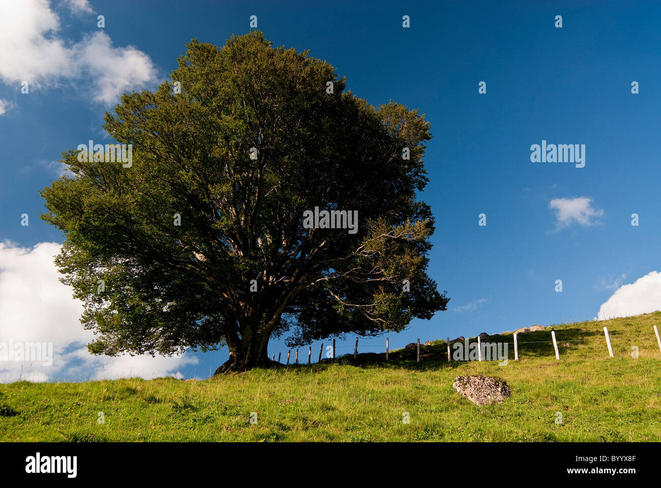 Comune di Faggio faggio (Fagus sylvatica). Albero solitario su un prato alpino in Algovia orientale delle Alpi, Baviera, Germania. Foto Stock