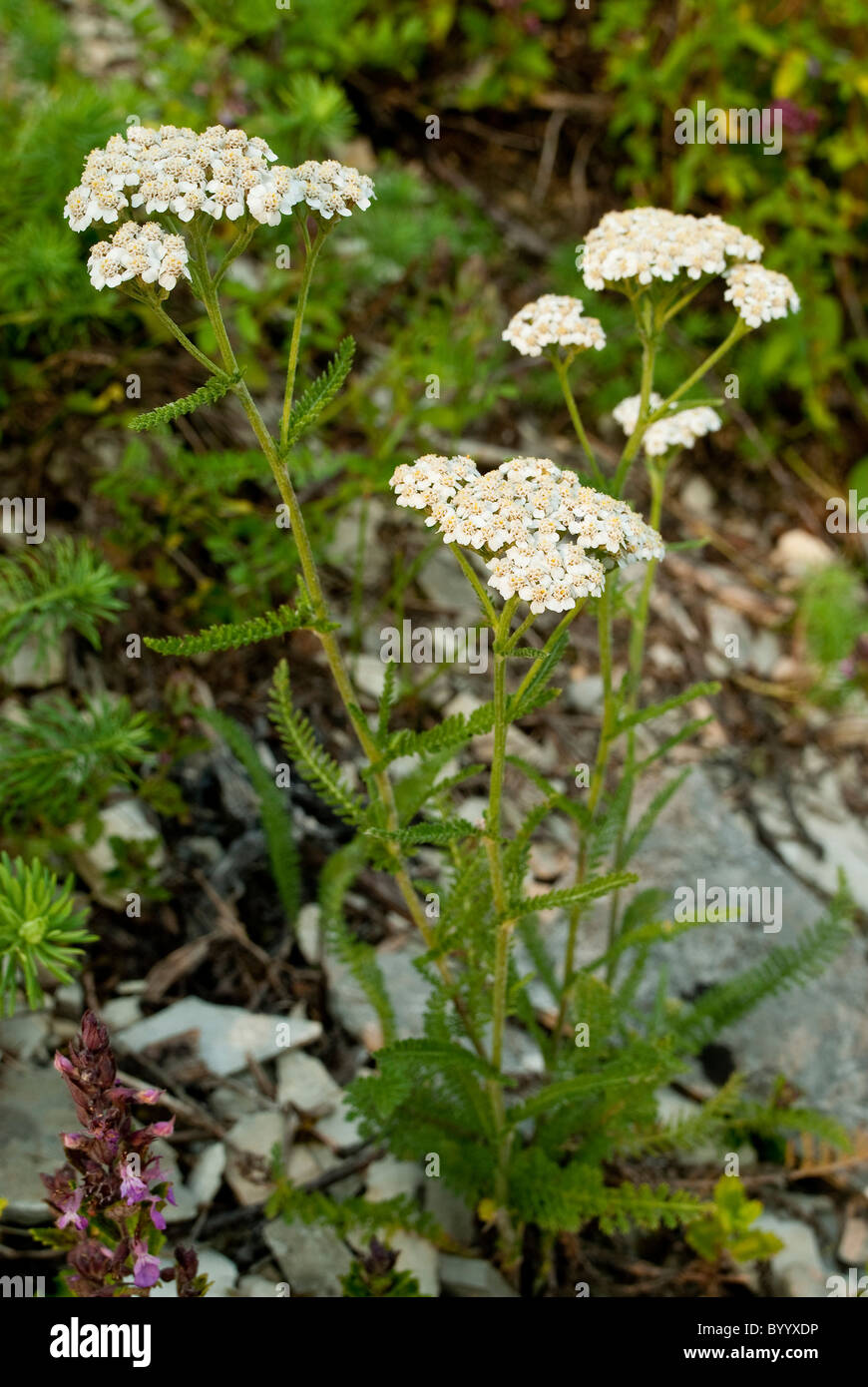 Yarrow comune (Achillea millefolium), la fioritura delle piante. Foto Stock