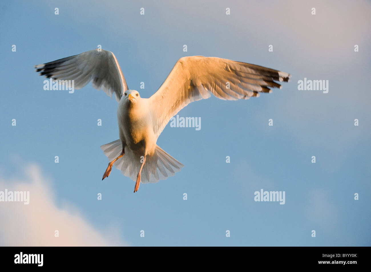 Politica europea comune in materia di aringa gull Silbermoewe Larus argentatus Foto Stock