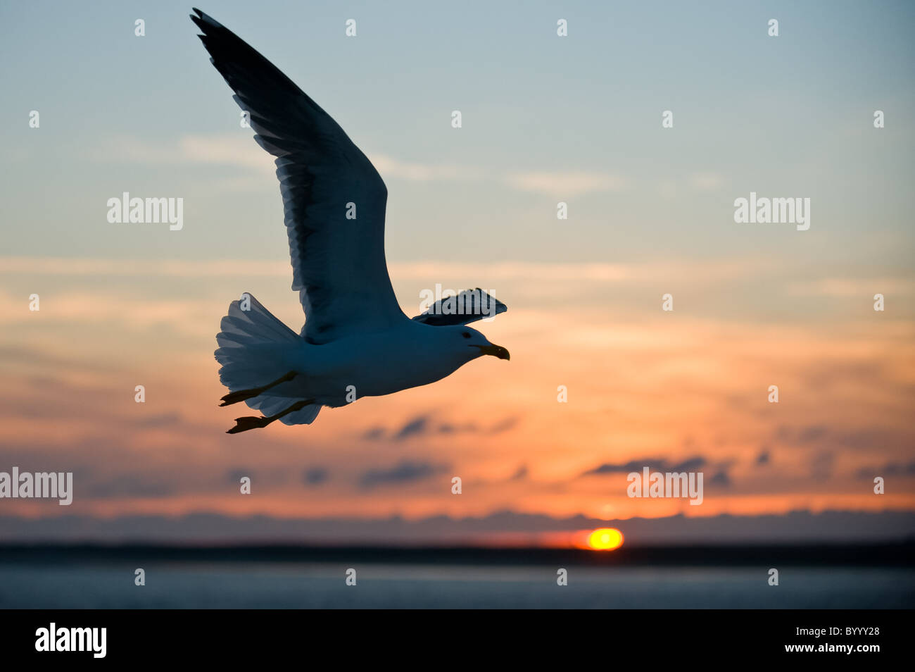 Lesser black-backed gull Heringsmoewe Larus fuscus Foto Stock