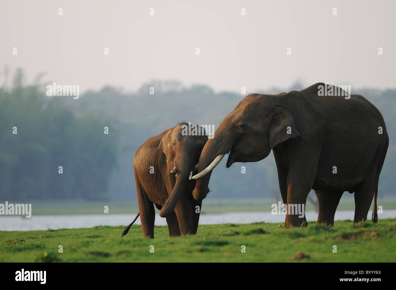 Un vecchio maschio di elefante asiatico gomitata delicatamente un giovane maschio (probabilmente un fratello) in gioco su un'isola del fiume Kabini Foto Stock