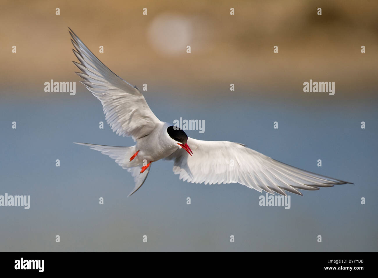 Common tern Sterna hirundo Fluss-Seeschwalbe Foto Stock