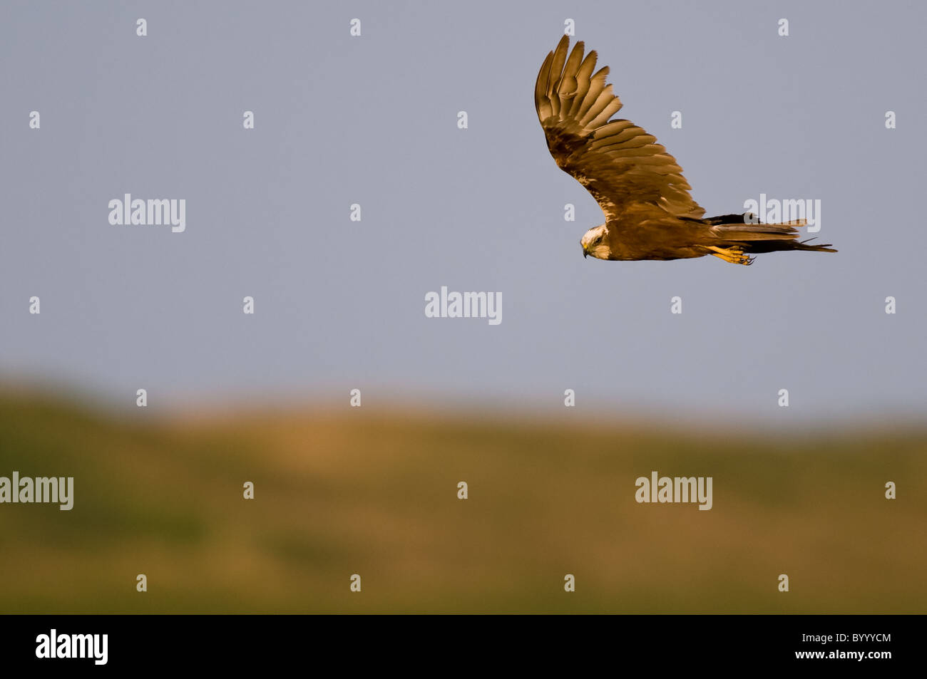 Northern albanella reale Circus cyaneus Kornweihe marsh Foto Stock