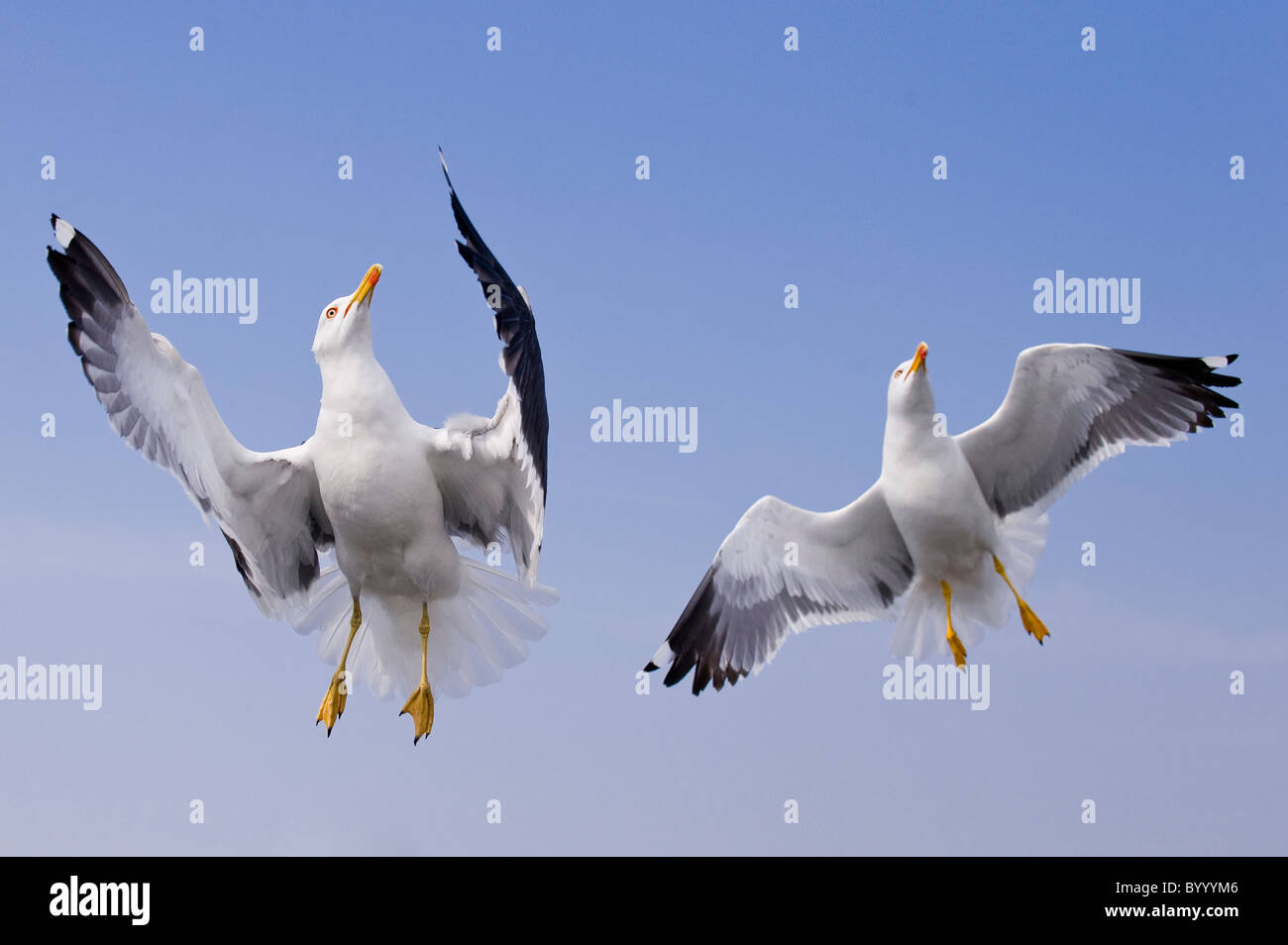 Lesser black-backed gull Larus fuscus bird uccelli marini, il Wadden Sea North Germania Foto Stock