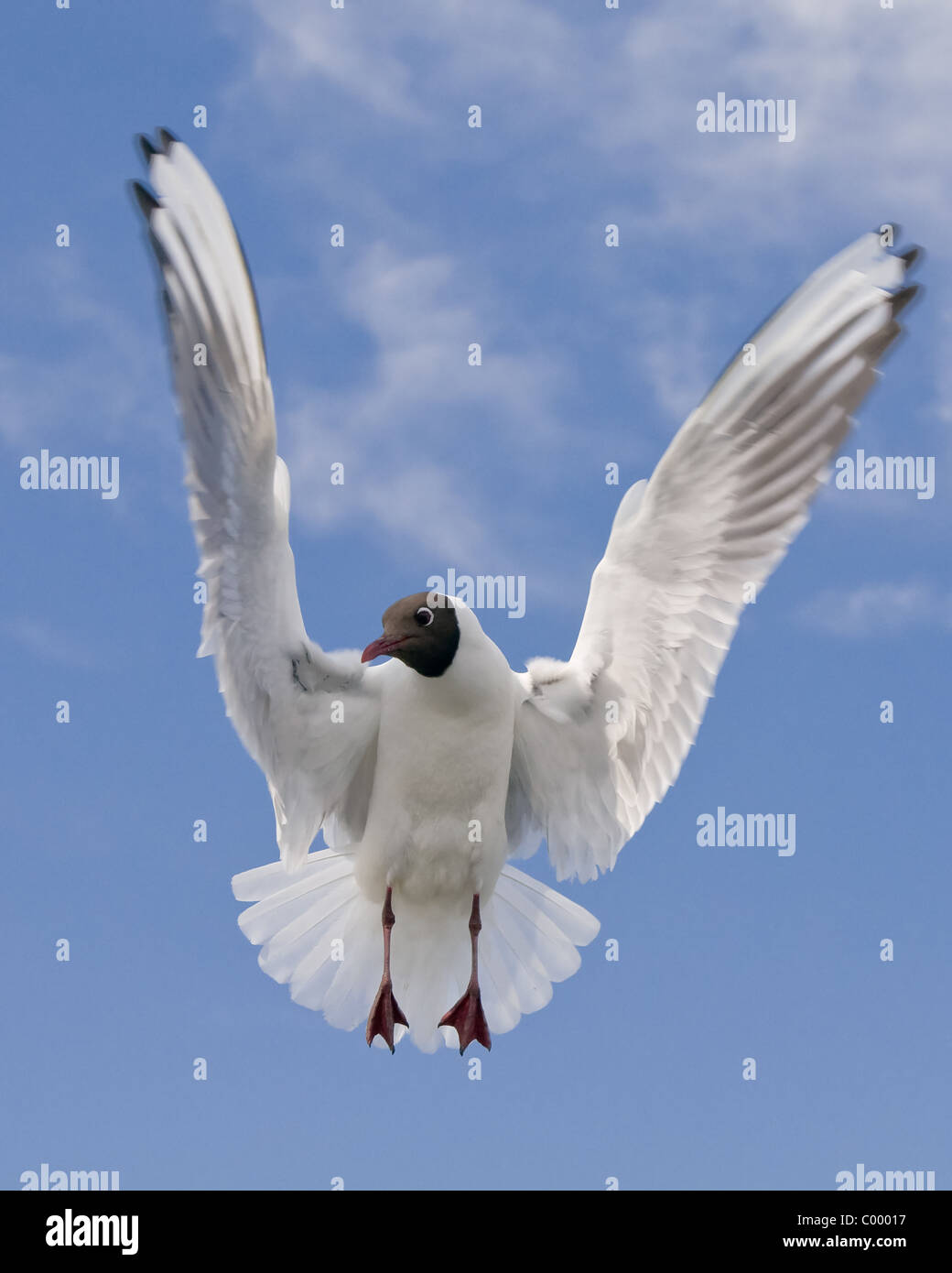 Nero comune-headed gull Larus ridibundus uccelli di mare Foto Stock