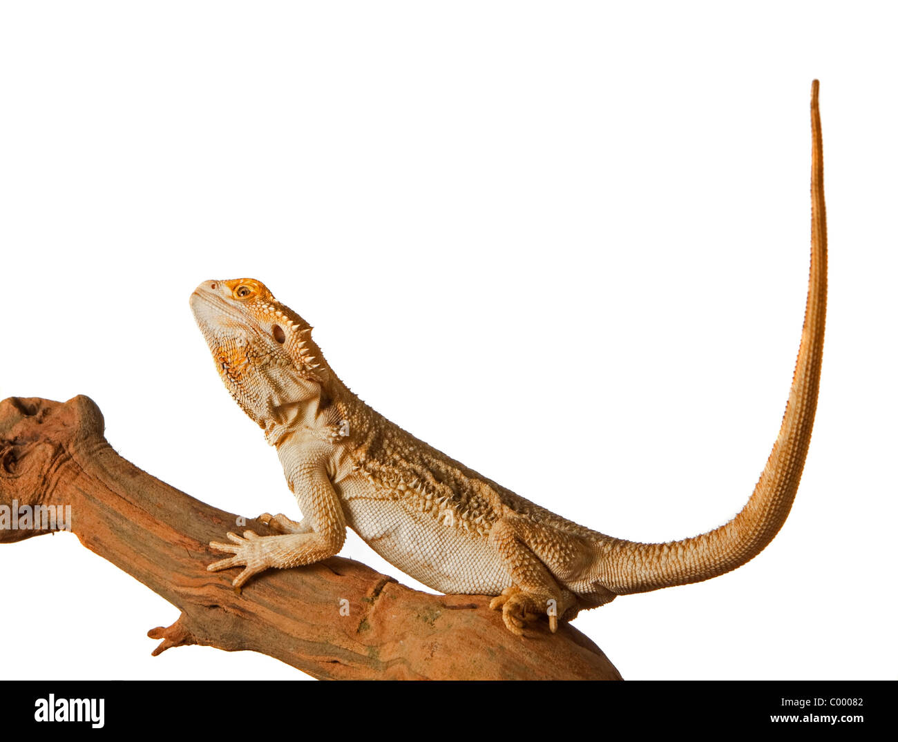 Drago barbuto Pogona Vitticeps Lizard rettile Foto Stock