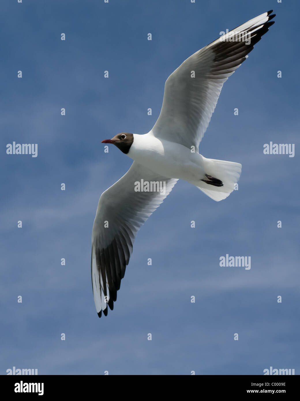 Nero comune-headed gull Larus ridibundus Foto Stock