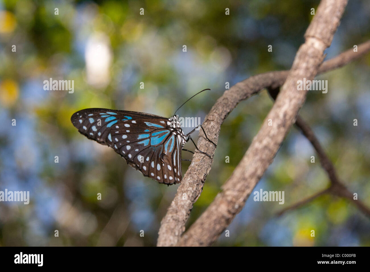 Blue Tiger Butterfly (Tirumala hamata) il ramoscello nel Santuario della Farfalle, Magnetic Island, Townsville, Queensland, Australia. Foto Stock