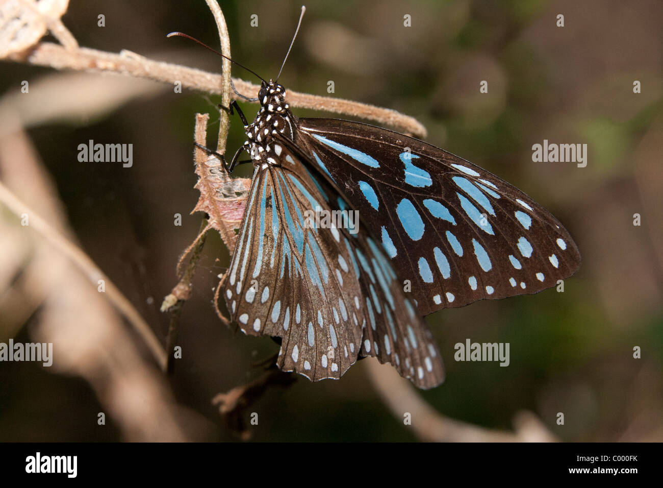 Blue Tiger Butterfly (Tirumala hamata) il ramoscello nel Santuario della Farfalle, Magnetic Island, Townsville, Queensland, Australia. Foto Stock