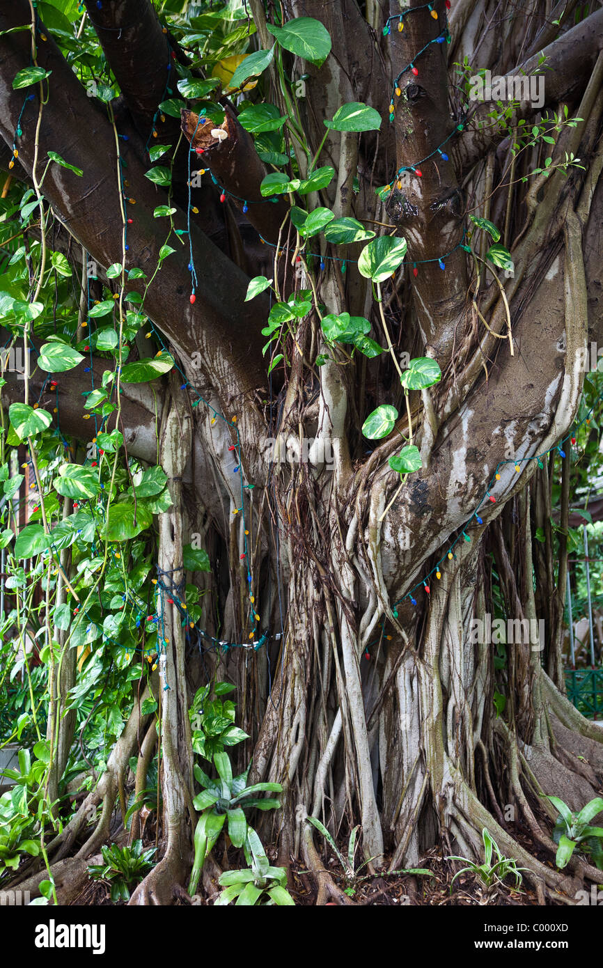 Un banyan tree con philodendron cresce in un parco di San Juan, Puerto Rico. Foto Stock