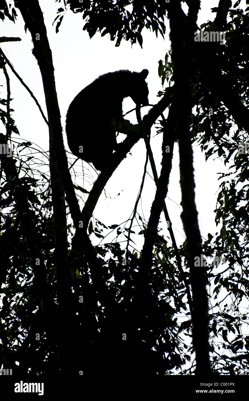 Una silhouette di un raro orso spectacled, Ecuador. Foto Stock