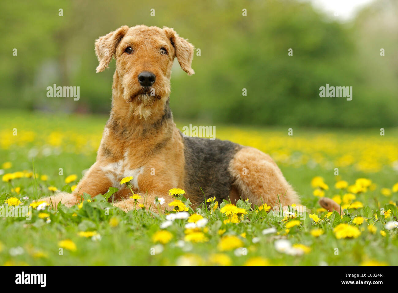 Airedale Terrier - sdraiato sul prato Foto Stock