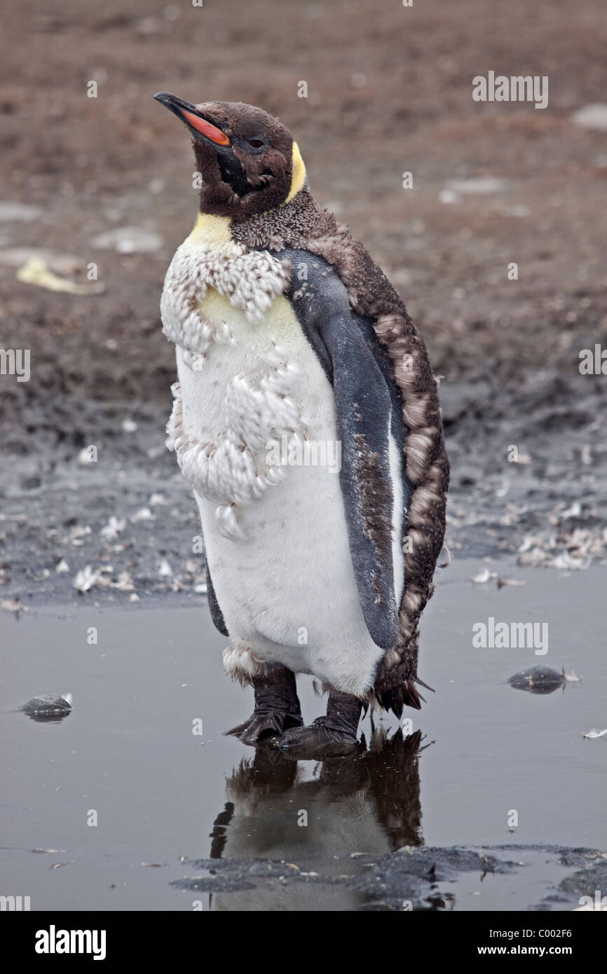 Pinguino reale (aptenodytes patagonicus) moulting, Salisbury Plain, Georgia del Sud Foto Stock