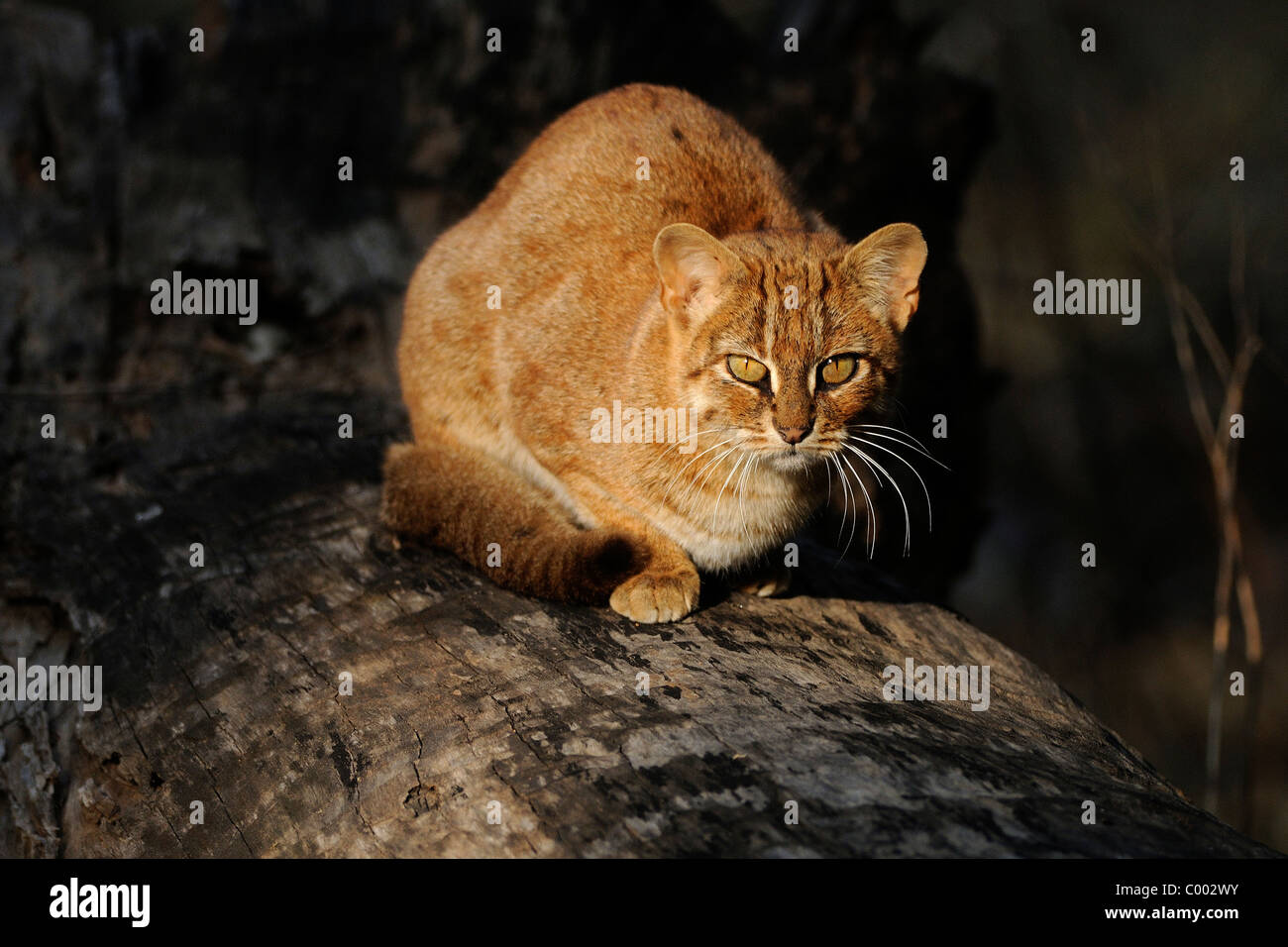 Un maschio di rusty-spotted cat, il più piccolo gatto selvatico nel mondo, prendere il sole stesso su un inverno mattina su un registro caduti in Bandhavgarh Foto Stock