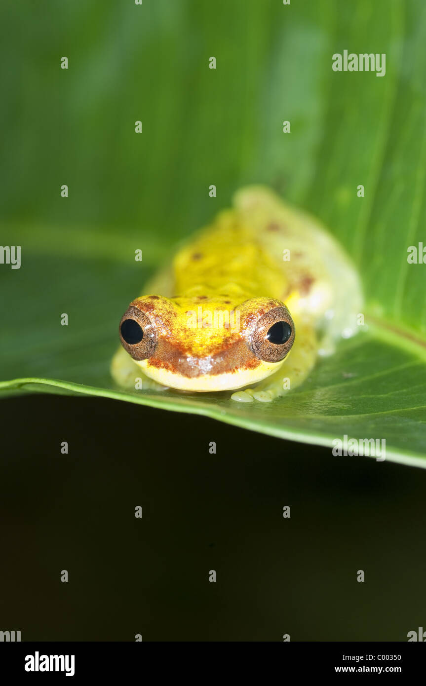 Le rane e i rospi in Amazzonia sono diminuiti drasticamente negli ultimi anni fare per un letale e contagioso virus. Foto Stock