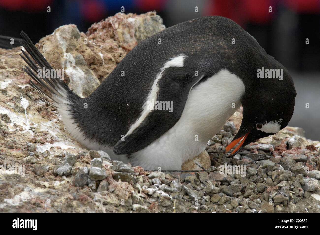 Gentoo penguin Pygoscelis papua uovo da cova su Barrientos isola Aitcho, gruppo, a sud le isole Shetland, Antartide Foto Stock