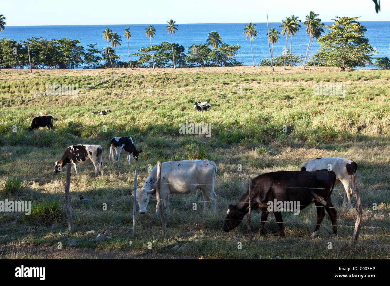 Vacche da latte lungo un tratto di spiaggia di fronte a Rincon Puerto Rico Foto Stock