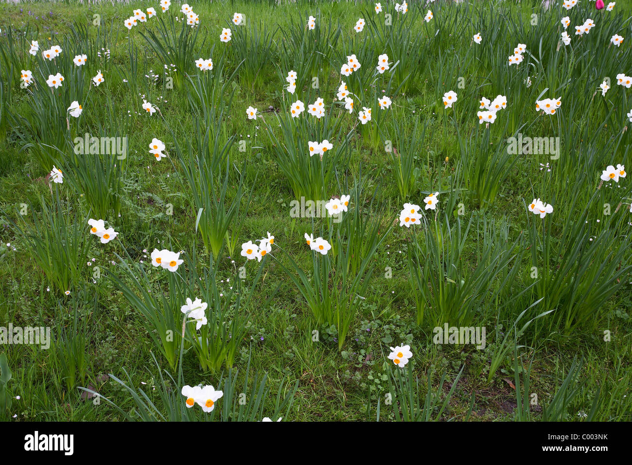 Narzissen, Bluete, Weiss, narcisi, narcisi, fiore bianco, Insel Maniau, Deutschland, Germania Foto Stock