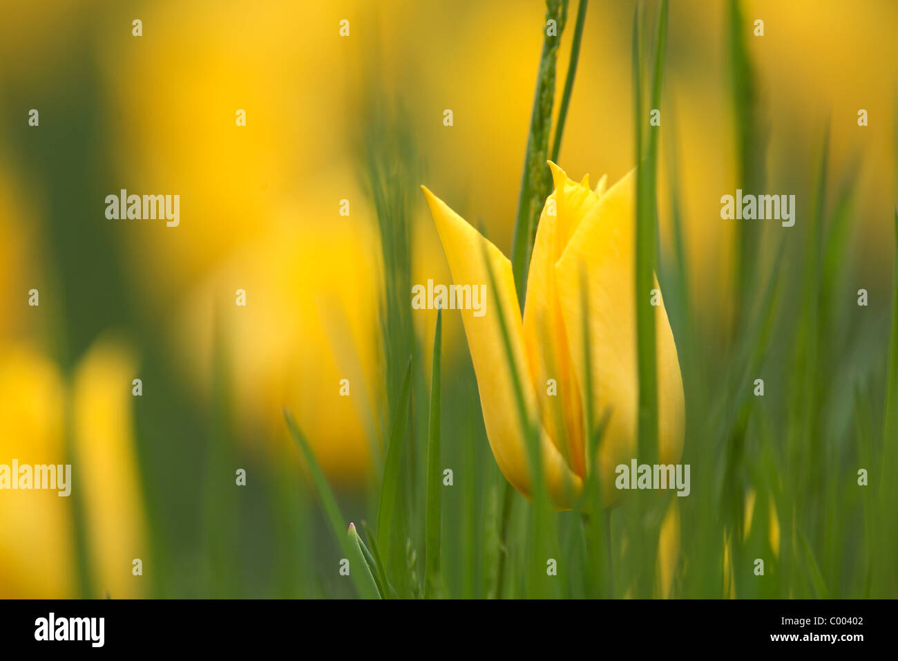 Tulpen, Tulipa-Hybriden, Feld, Tulipa, tulipani, campo Insel Mainau, Isola, Deutschland, Germania Foto Stock