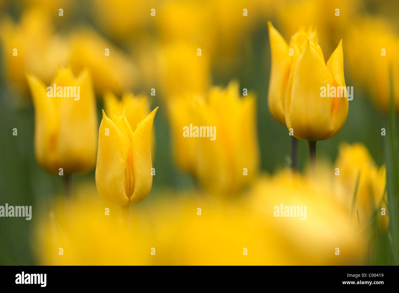 Tulpen, Tulipa-Hybriden, Feld, Tulipa, tulipani, campo Insel Mainau, Isola, Deutschland, Germania Foto Stock