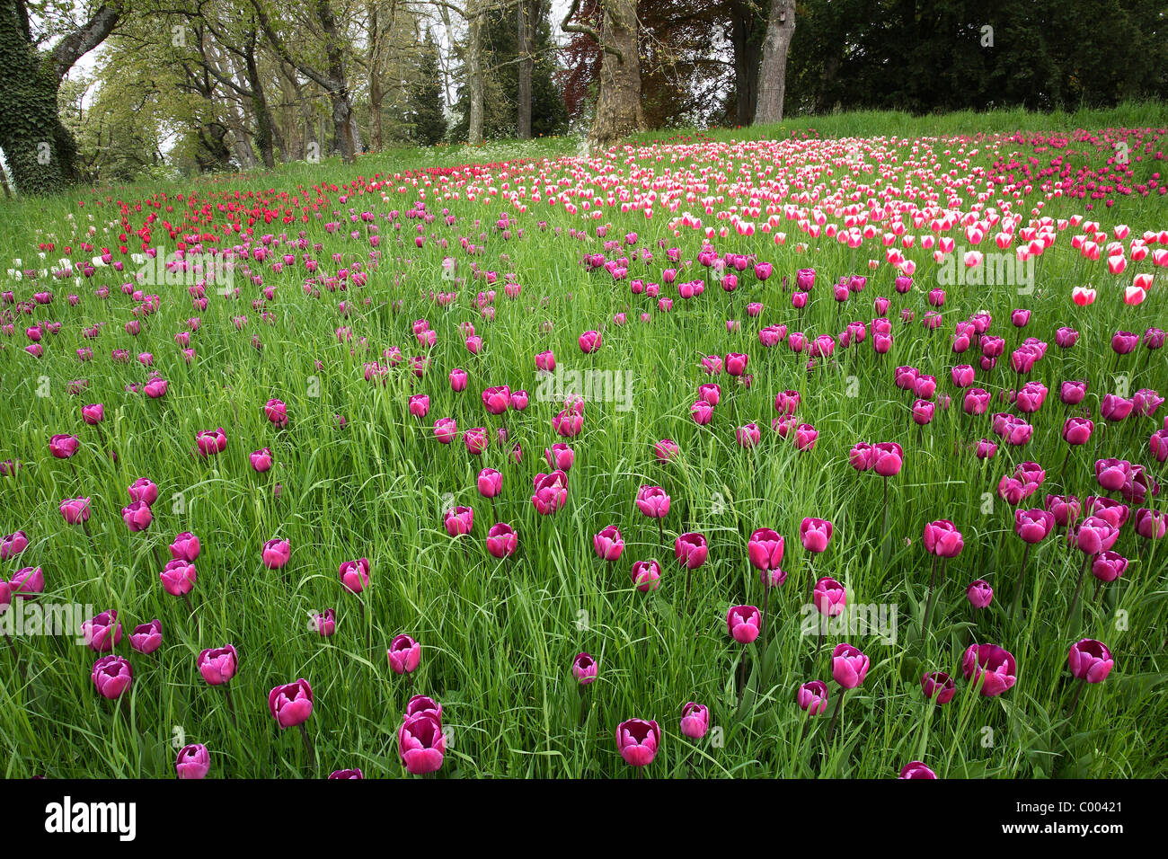 Tulpen, Tulipa-Hybriden, Feld, Tulipa, tulipani, campo Insel Mainau, Isola, Deutschland, Germania Foto Stock