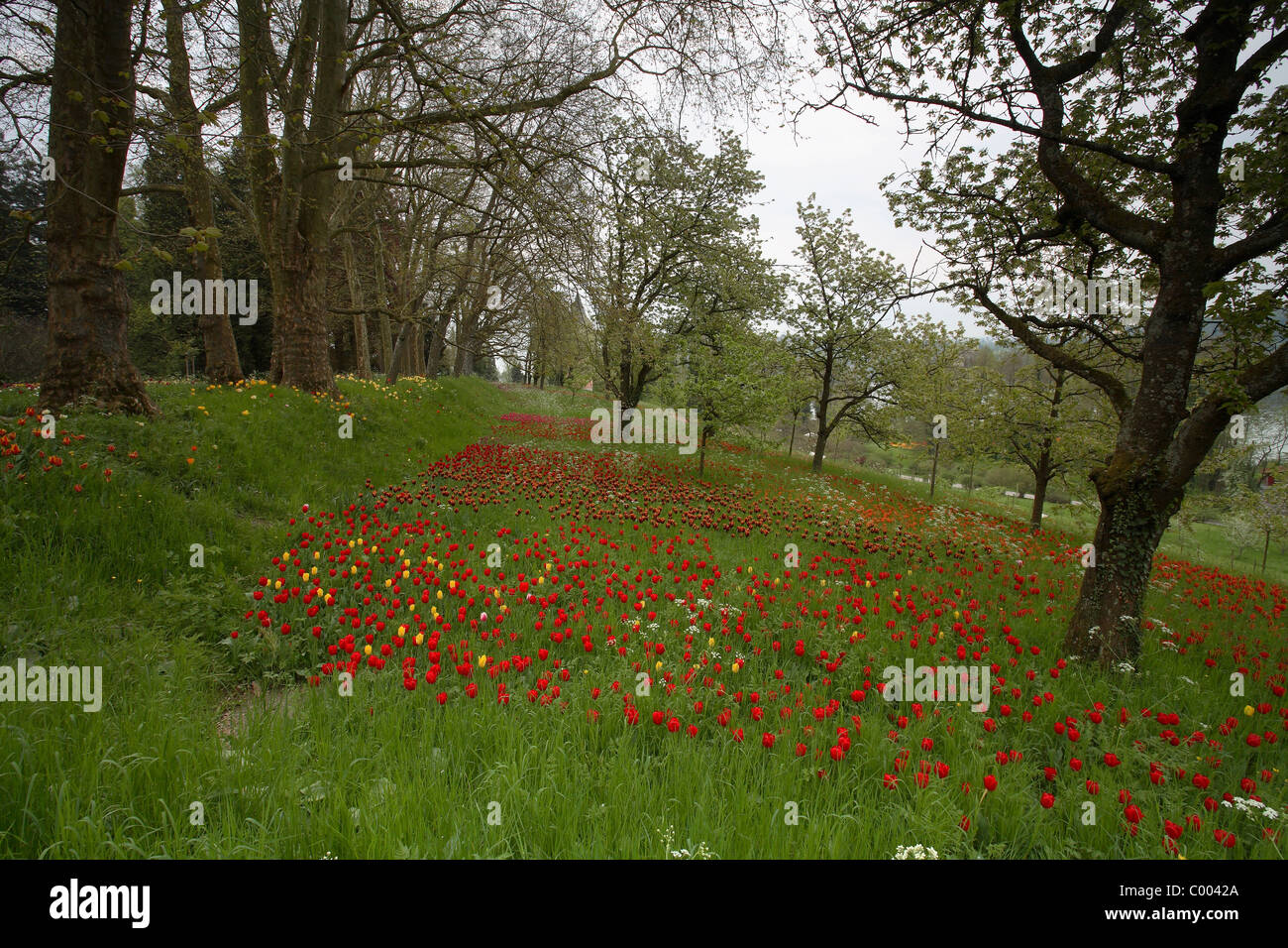 Tulpen, Tulipa-Hybriden, Feld, Tulipa, tulipani, campo Insel Mainau, Isola, Deutschland, Germania Foto Stock