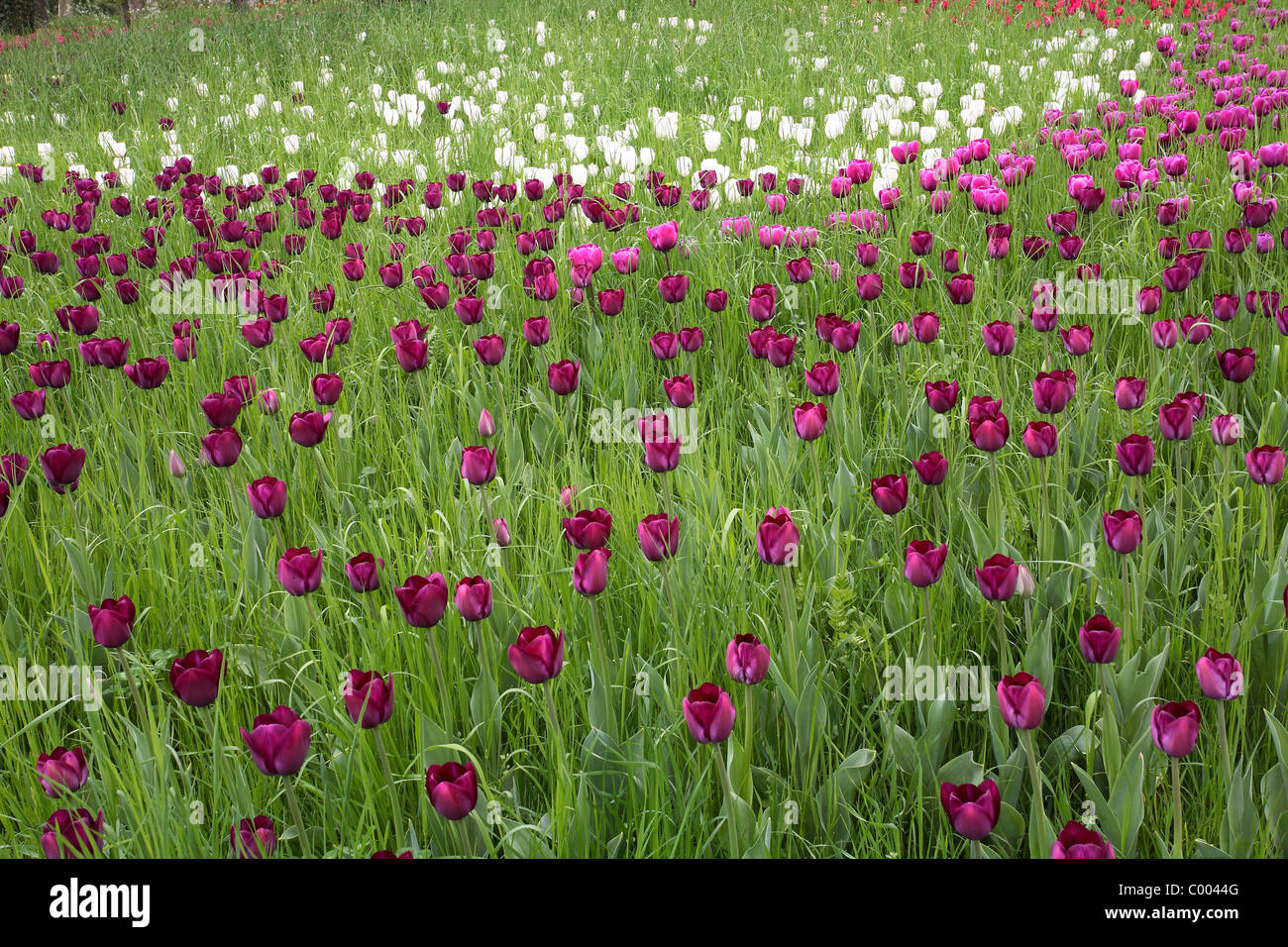 Tulpen, Tulipa-Hybriden, Feld, Tulipa, tulipani, campo Insel Mainau, Isola, Deutschland, Germania Foto Stock