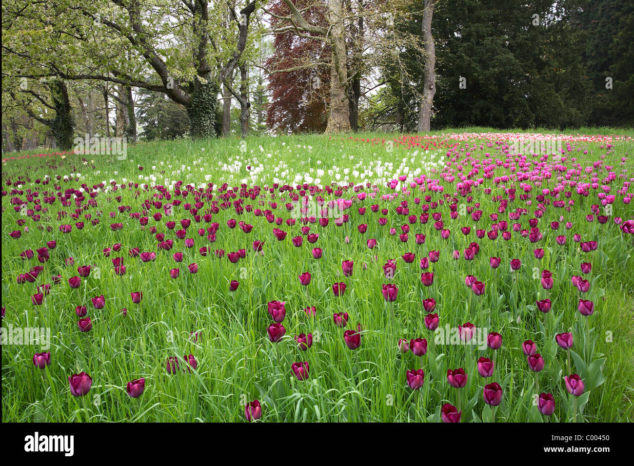 Tulpen, Tulipa-Hybriden, Feld, Tulipa, tulipani, campo Insel Mainau, Isola, Deutschland, Germania Foto Stock