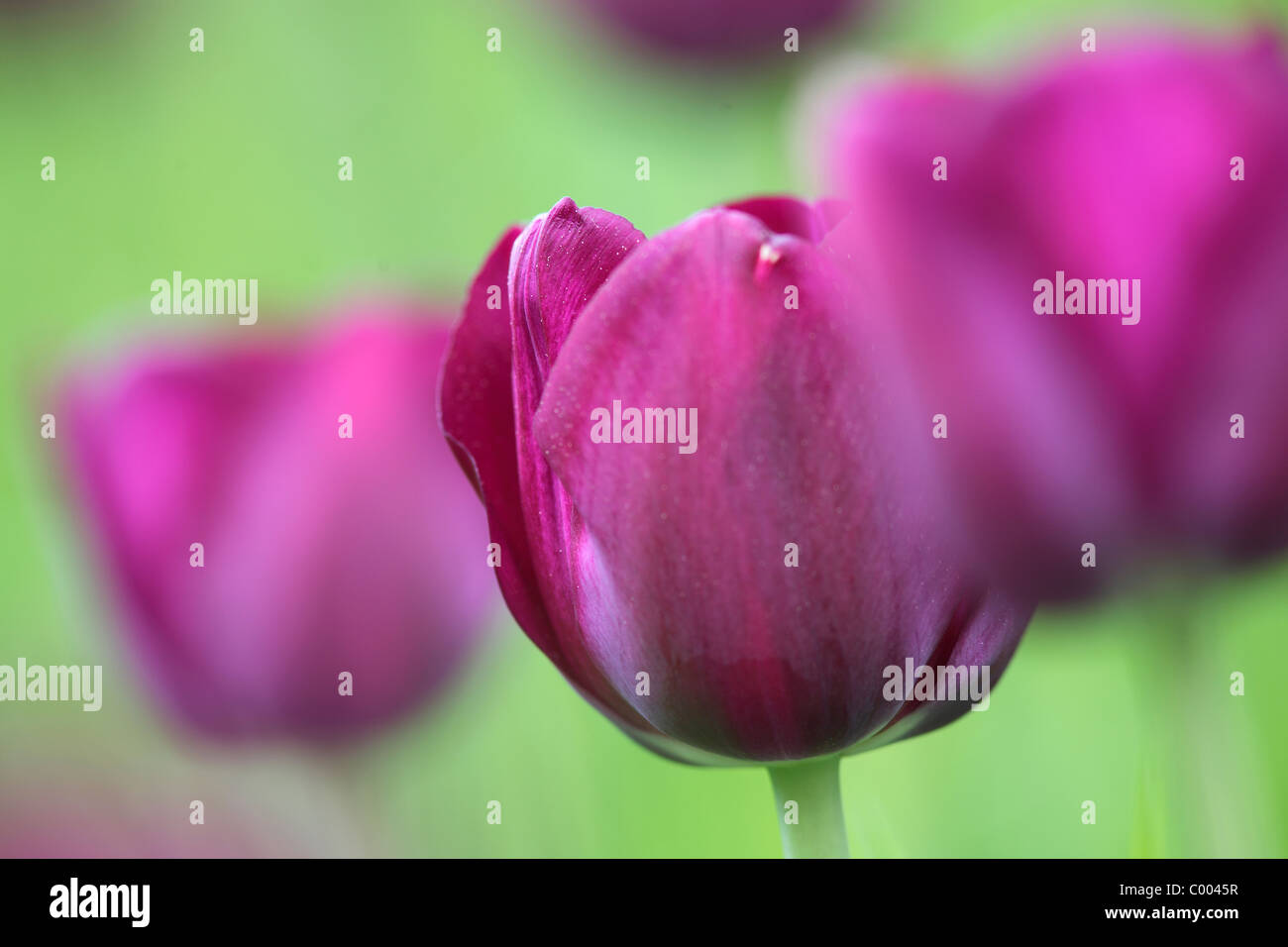 Tulpen, Tulipa-Hybriden, Feld, Tulipa, tulipani, campo Insel Mainau, Isola, Deutschland, Germania Foto Stock