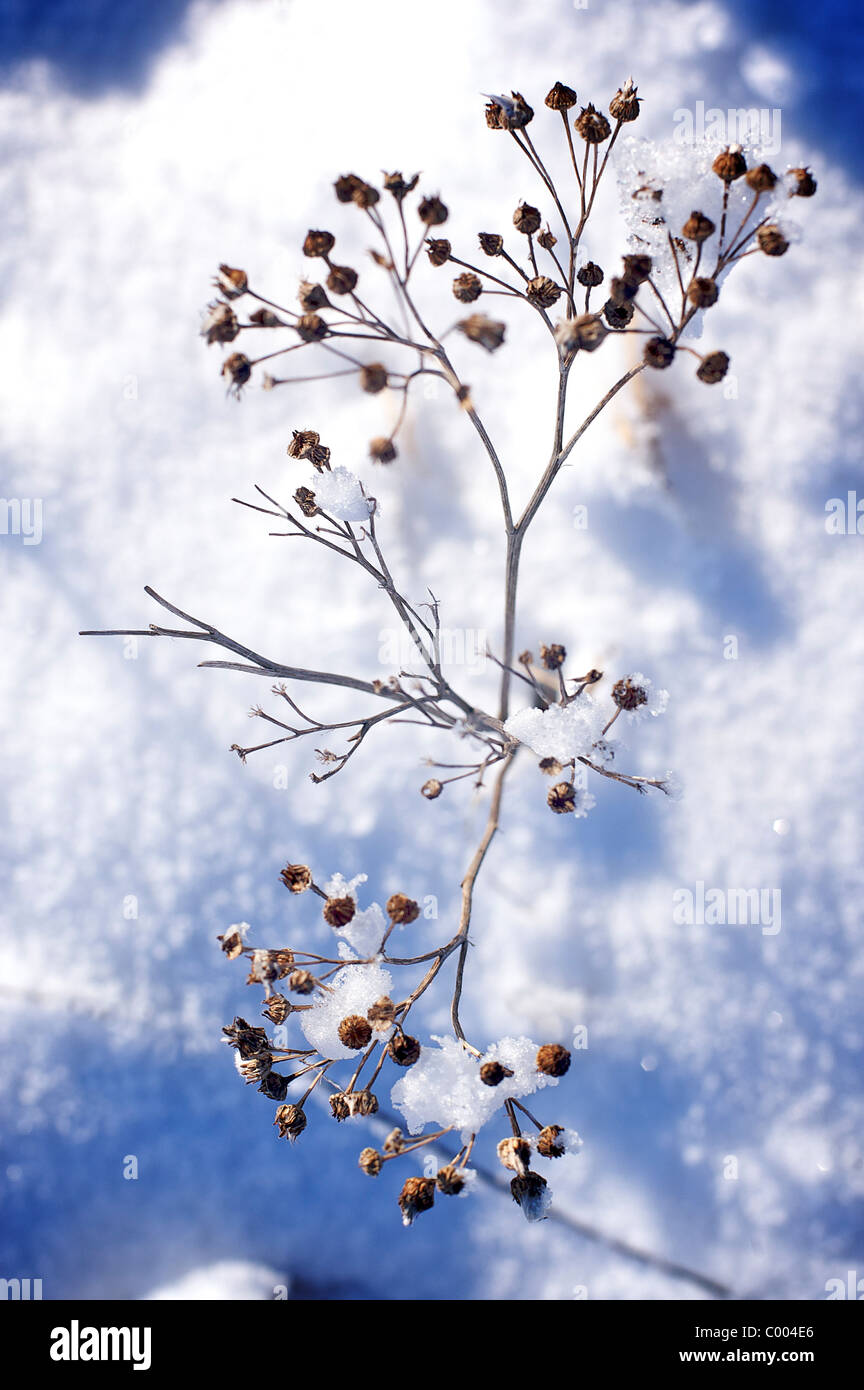 Le piante coperte di neve Foto Stock