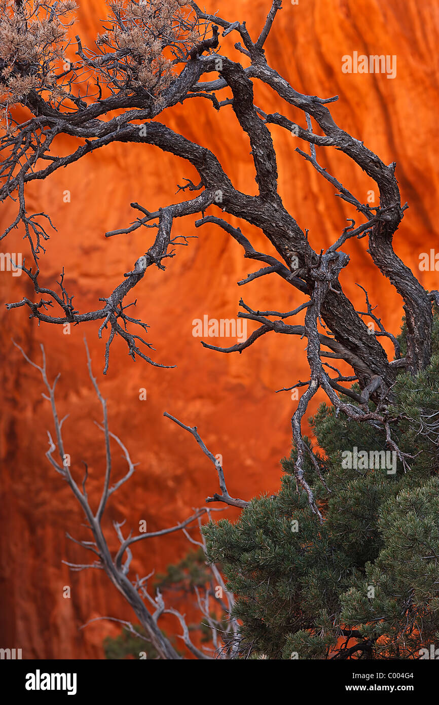 La mattina presto la luce del sole riflessa sulla parete di arenaria e ginestra, Arches National Park, Utah, Stati Uniti d'America. Foto Stock