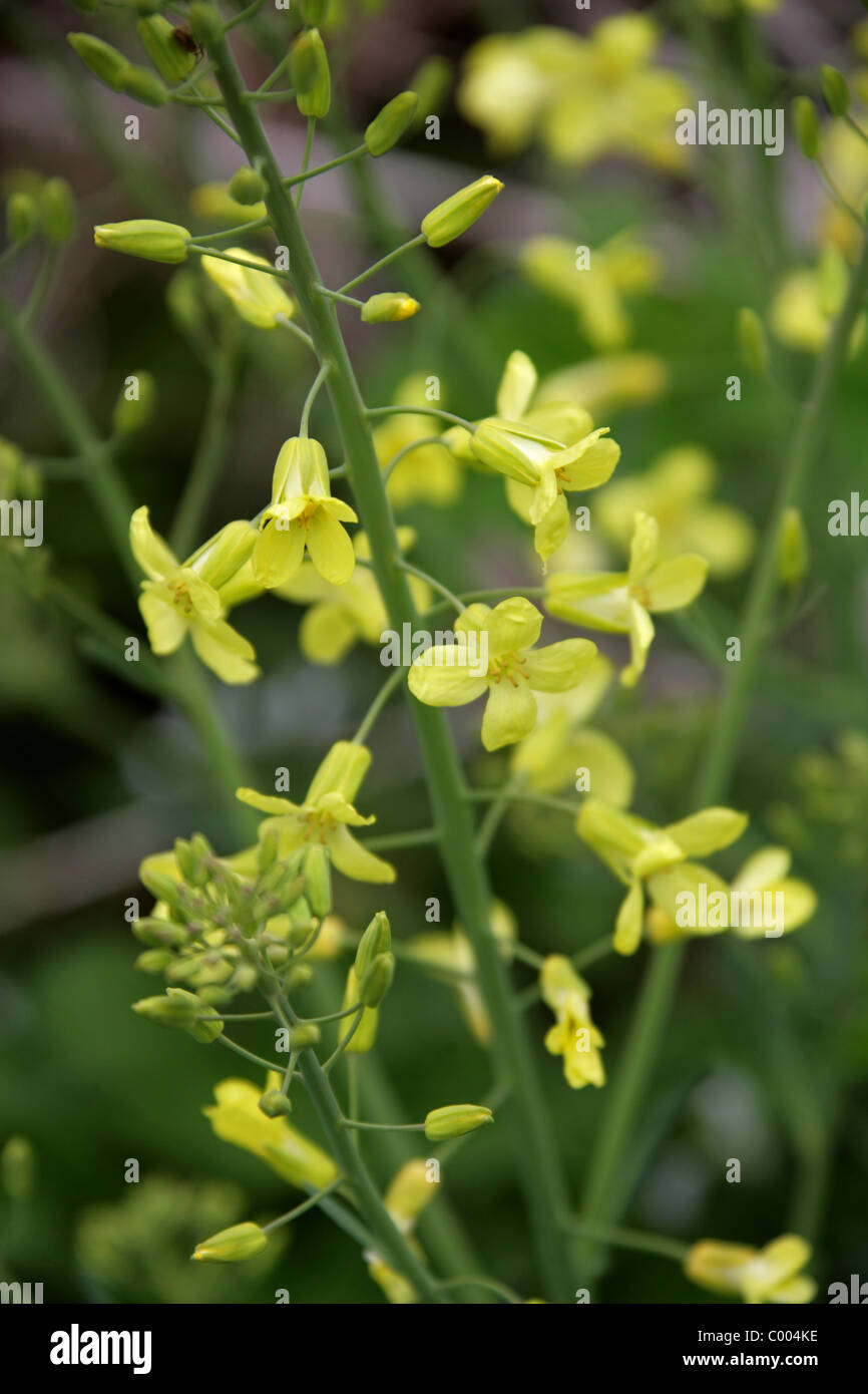 Cavolo selvatico, Brassica oleracea, Brassicaceae. Crescendo al fondo di una scogliera sul mare, in Cornovaglia, Inghilterra, Regno Unito. Britannico di fiori selvatici. Foto Stock