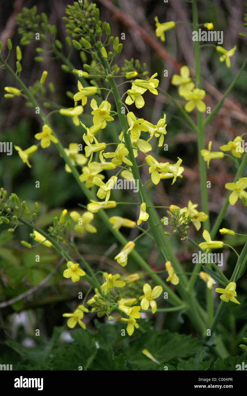 Cavolo selvatico, Brassica oleracea, Brassicaceae. Crescendo al fondo di una scogliera sul mare, in Cornovaglia, Inghilterra, Regno Unito. Britannico di fiori selvatici. Foto Stock