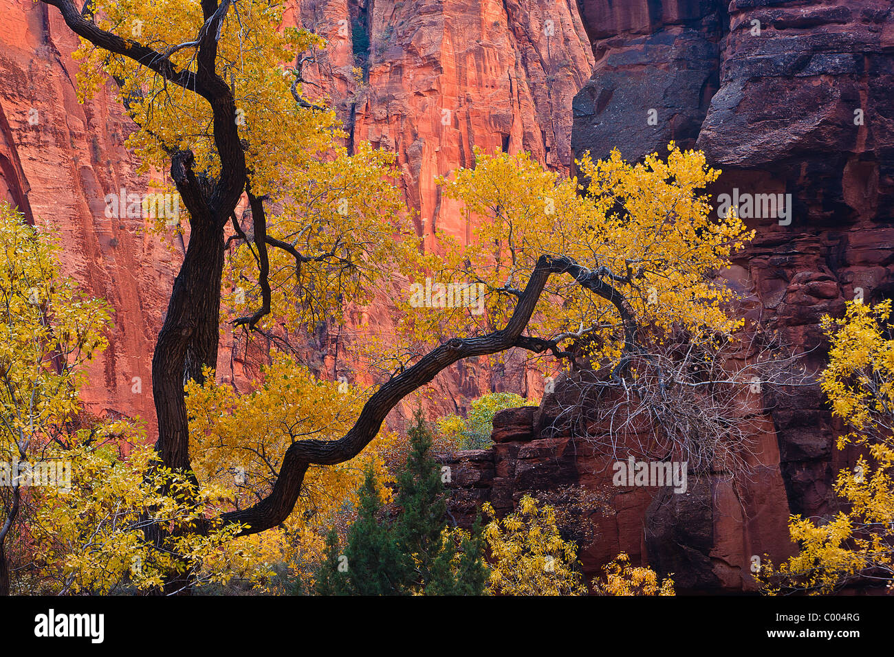 Pioppi neri americani ad albero picco in autunno a colori, Zion Canyon Zion National Park, Utah, Stati Uniti d'America. Foto Stock