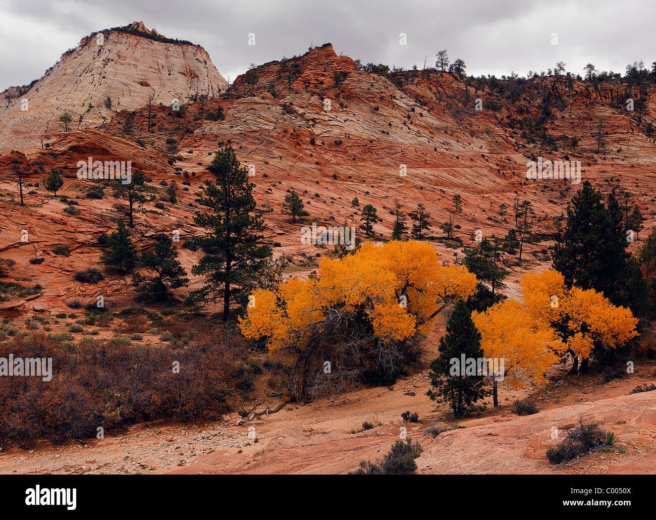 Cottonwoods picco in autunno a colori nel lavaggio a secco, il Parco Nazionale di Zion, Utah, Stati Uniti d'America. Foto Stock