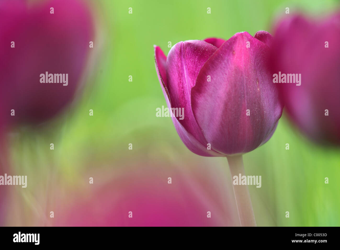 Tulpen, Tulipa-Hybriden, Feld, Tulipa, tulipani, campo Insel Mainau, Isola, Deutschland, Germania Foto Stock